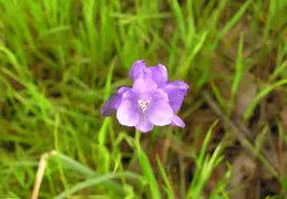 Mt Diablo Flowers 2006 029