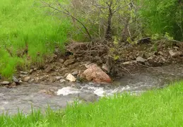 Mt Diablo Flowers 2006 030