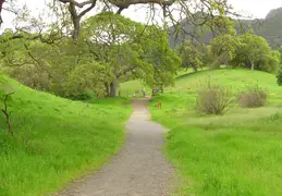 Mt Diablo Flowers 2006 034