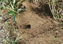 Mt Diablo Jan 2008 011