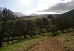 Mt Diablo Jan 2008 017