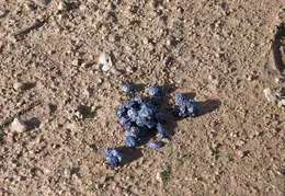 Mt Diablo Jan 2008 018