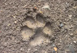 Mt Diablo Snow Feb 2011 0009