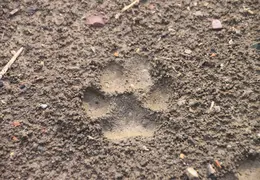 Mt Diablo Snow Feb 2011 0010