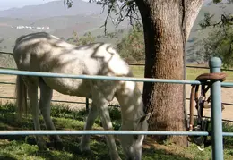 Mt Diablo Young Canyon Walk 2007 003