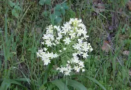 Mt Diablo Young Canyon Walk 2007 006