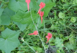 Mt Diablo Young Canyon Walk 2007 007