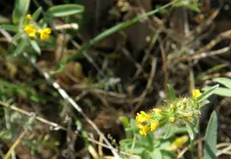 Mt Diablo Young Canyon Walk 2007 014