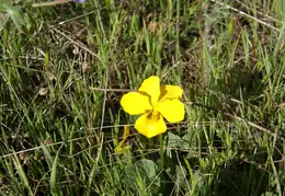 Mt Diablo Young Canyon Walk 2007 018