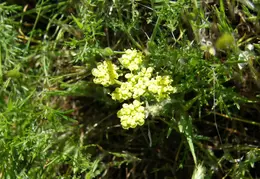 Mt Diablo Young Canyon Walk 2007 028