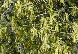 Mt Diablo Young Canyon Walk 2007 032