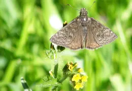Mt Diablo Young Canyon Walk 2007 039a