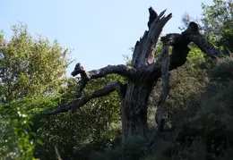 Mt Diablo Young Canyon Walk 2007 052
