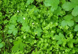 Mt Diablo Young Canyon Walk 2007 067