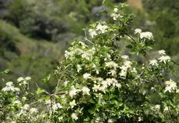 Mt Diablo Young Canyon Walk 2007 076