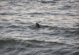 New Brighton Beach SP 2004 008