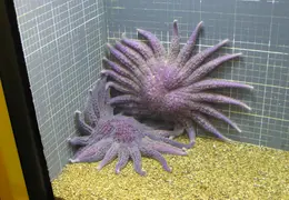 New Brighton Beach SP 2004 024