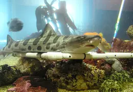 New Brighton Beach SP 2004 027