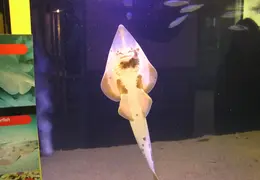 New Brighton Beach SP 2004 032