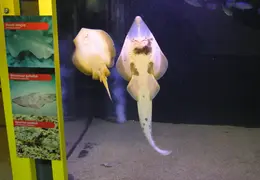 New Brighton Beach SP 2004 034