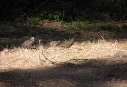 New Brighton Beach SP 2004 050