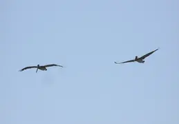 New Brighton Beach 2005 050