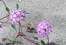 New Brighton Beach 2005 053