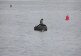 New Brighton Beach 2005 095