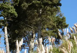 New Brighton Beach SP 2007 012