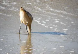 New Brighton Beach SP 2007 015