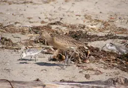 New Brighton Beach SP 2007 022
