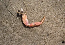 New Brighton Beach SP 2007 025