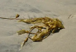 New Brighton Beach SP 2007 027