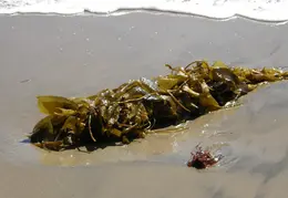 New Brighton Beach SP 2007 030