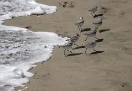 New Brighton Beach SP 2007 042