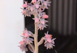 New Brighton Beach SP 2016 018