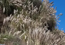 New Brighton Beach SP 2016 026
