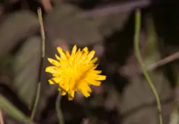 New Brighton Beach SP 2016 043