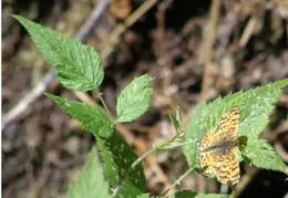 Russian Gulch SP June 2008 005