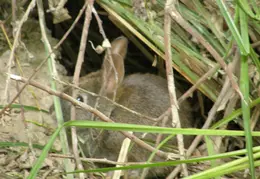 Russian Gulch SP June 2008 007