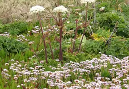 Russian Gulch SP June 2008 019