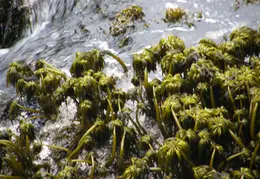 Russian Gulch SP June 2008 030