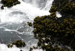 Russian Gulch SP June 2008 031