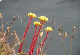 Russian Gulch SP June 2008 045