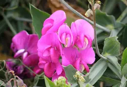 Russian Gulch SP June 2008 046