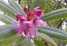 Salt Point SP June 2007 005