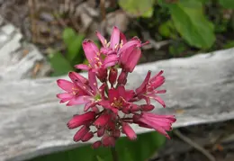Salt Point SP June 2007 006