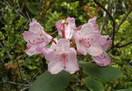 Salt Point SP June 2007 007
