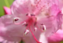 Salt Point SP June 2007 009