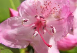 Salt Point SP June 2007 010